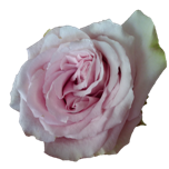 Sweet 4 Love Roses d'Equateur Ethiflora